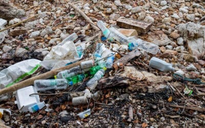 The Doomed Life Cycle of Single-Use Plastic Water Bottles