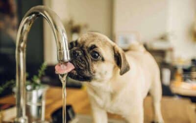 Is Your Furry Friend Safe? How Water Contaminants Affect Your Pets’ Health